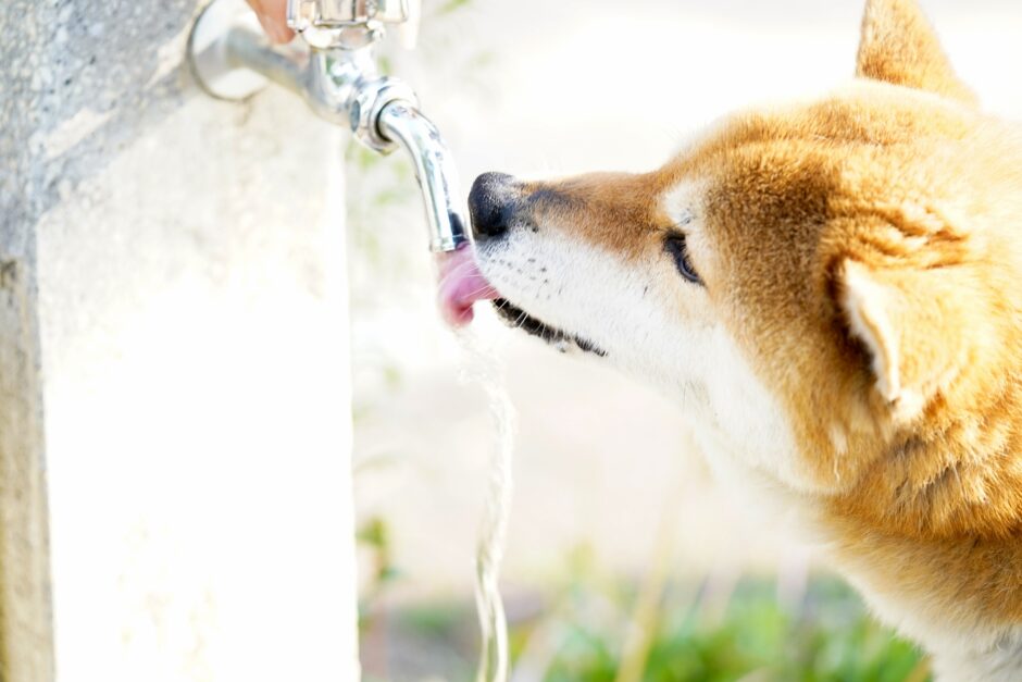 犬の１日の水分量は？水の重要性や体に与える影響
