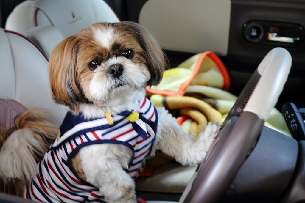 犬を車に置き去りは危険