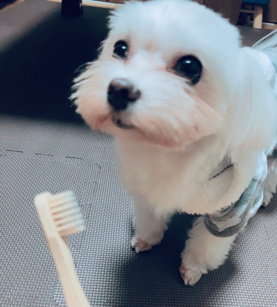 犬　歯磨き