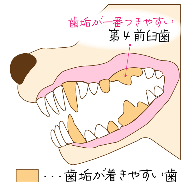 犬　歯垢が付きやすい歯