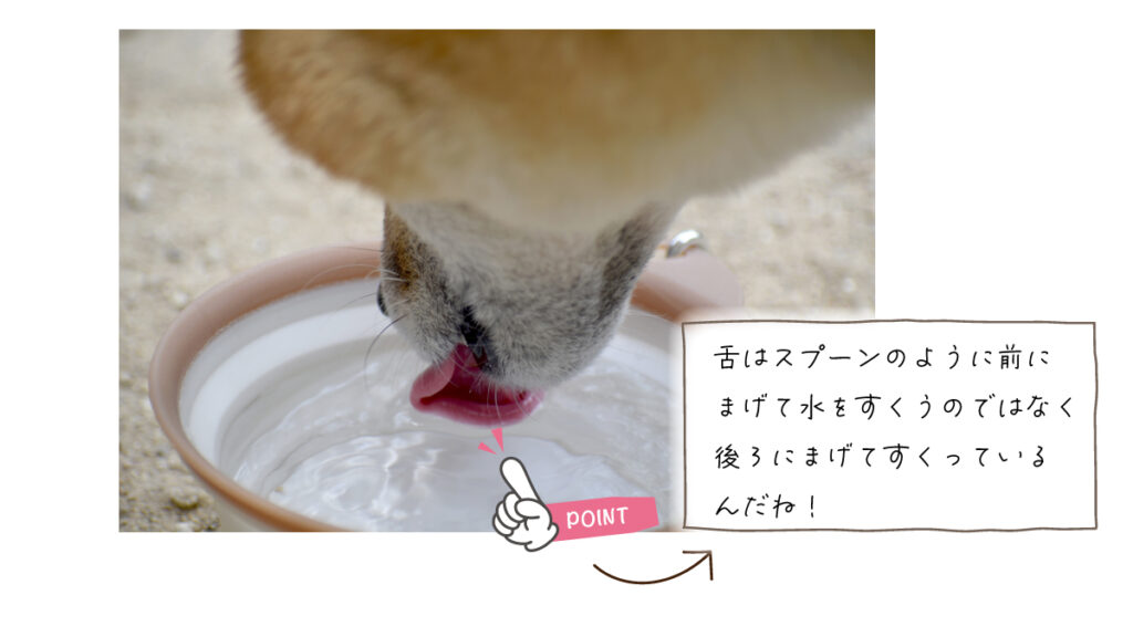 犬の水の飲み方