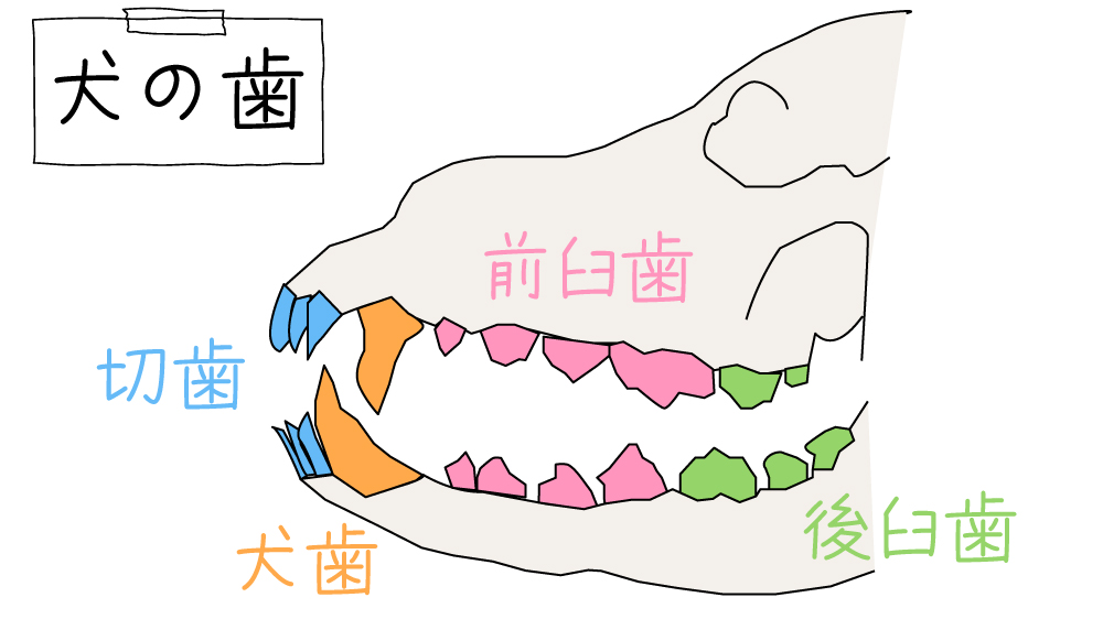 犬の歯の構造と役割