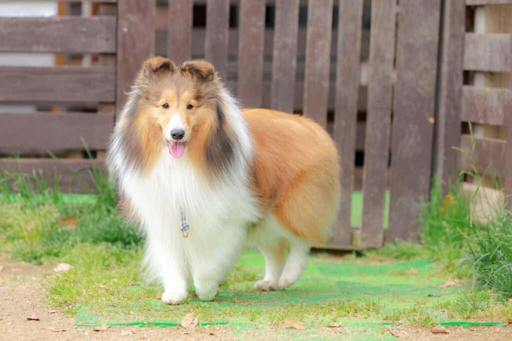 換毛期のある犬