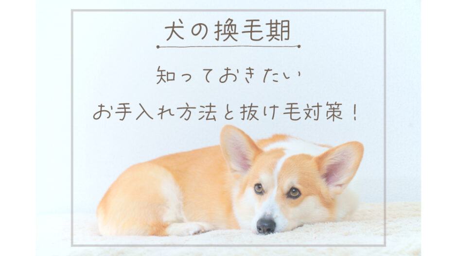 犬の換毛期