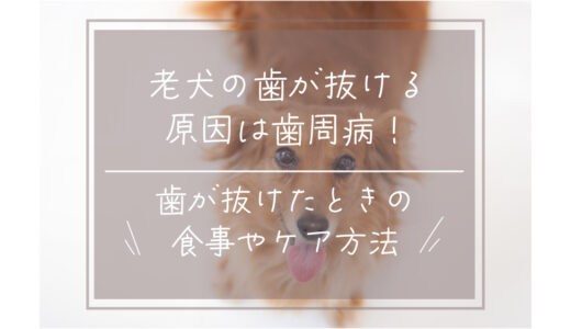 老犬の歯が抜ける原因は歯周病！歯が抜けたときの食事やケア方法は？