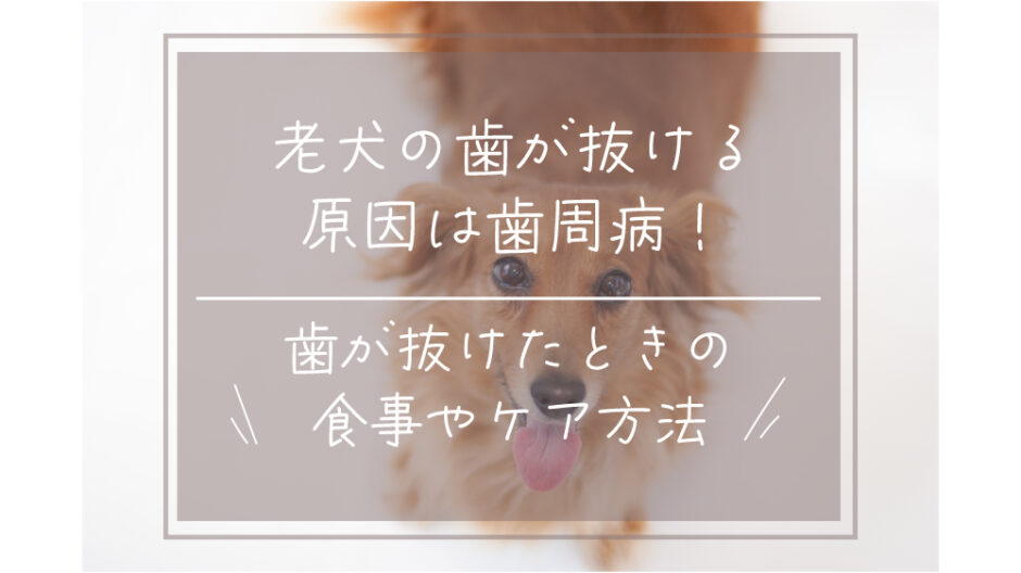 老犬　歯が抜ける