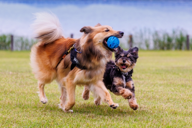 犬　おもちゃ