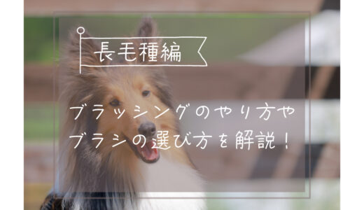 長毛犬　ブラッシングのやり方