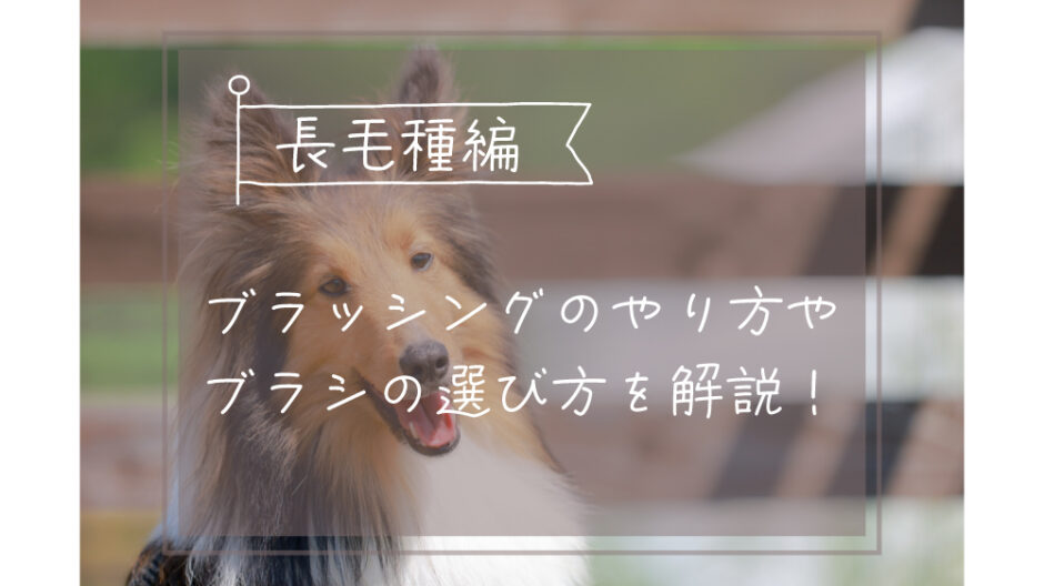 長毛犬　ブラッシングのやり方