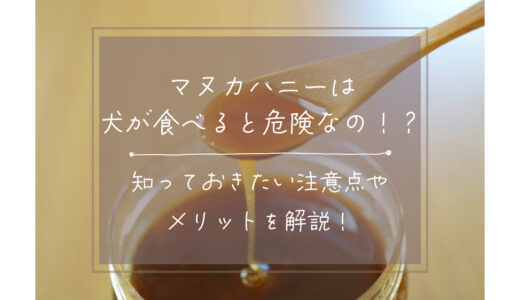 マヌカハニーは犬が食べると危険なの！？知っておきたい注意点やメリットを解説