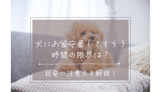 犬にお留守番してもらう時間の限界は？目安や注意点を解説！