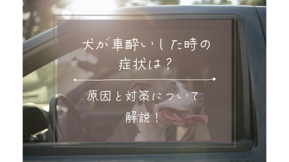 犬　車酔い