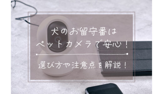 犬のお留守番はペットカメラで安心！選び方や注意点を解説