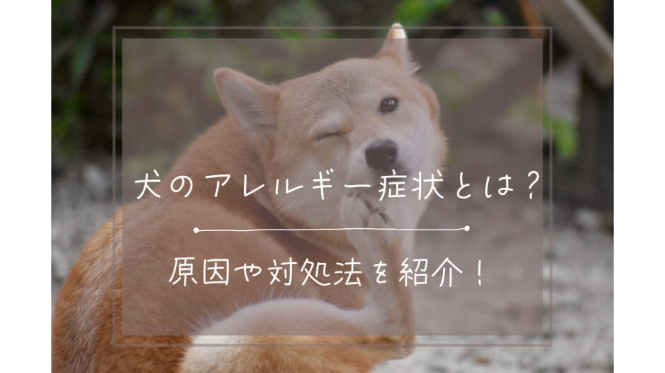 犬のアレルギー症状