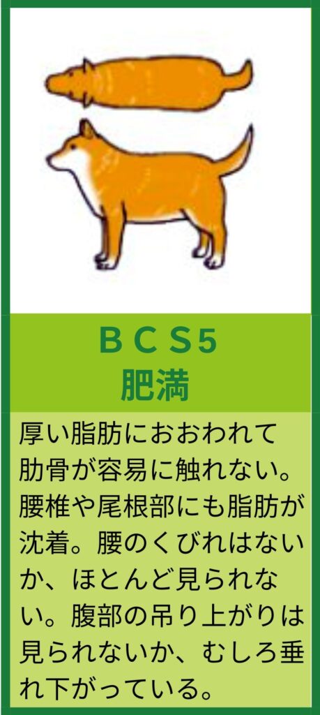 BCS5肥満