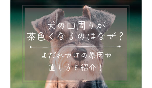 犬の口周りが茶色くなるのはなぜ？よだれやけの原因や直し方を紹介！